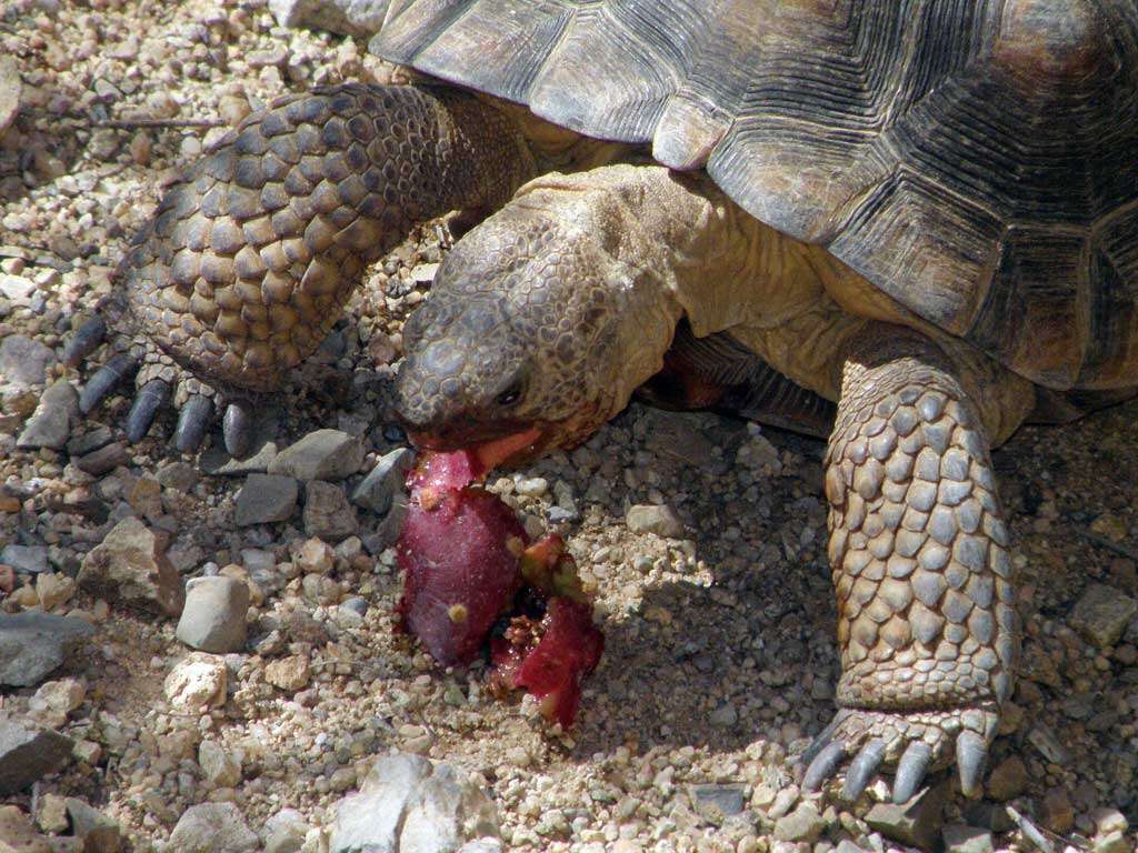 Image of desert tortoise