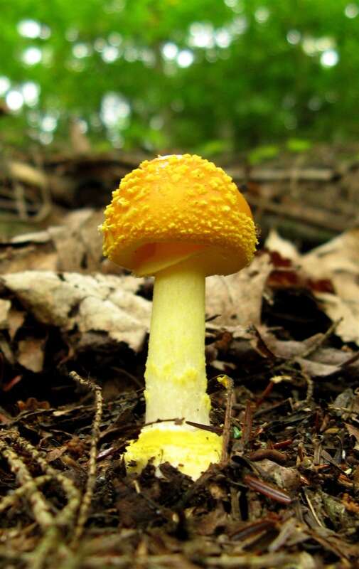 Sivun Amanita flavoconia G. F. Atk. 1902 kuva