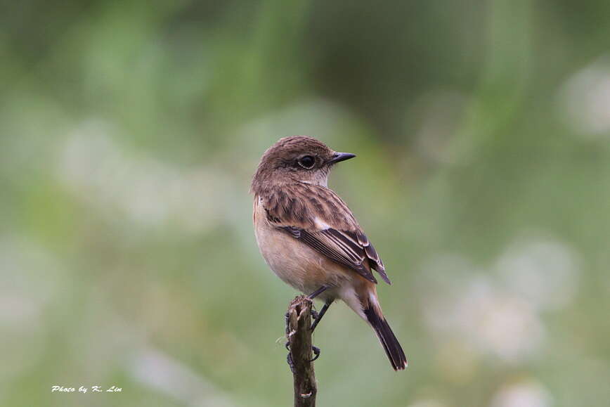 Image of Stejneger's Stonechat