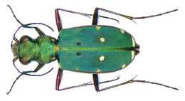 Image de Cicindela