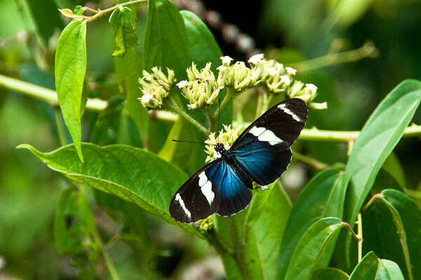 Image of Heliconius