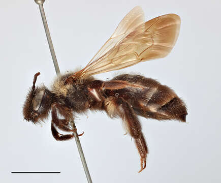 Image of Andrena pilipes Fabricius 1781