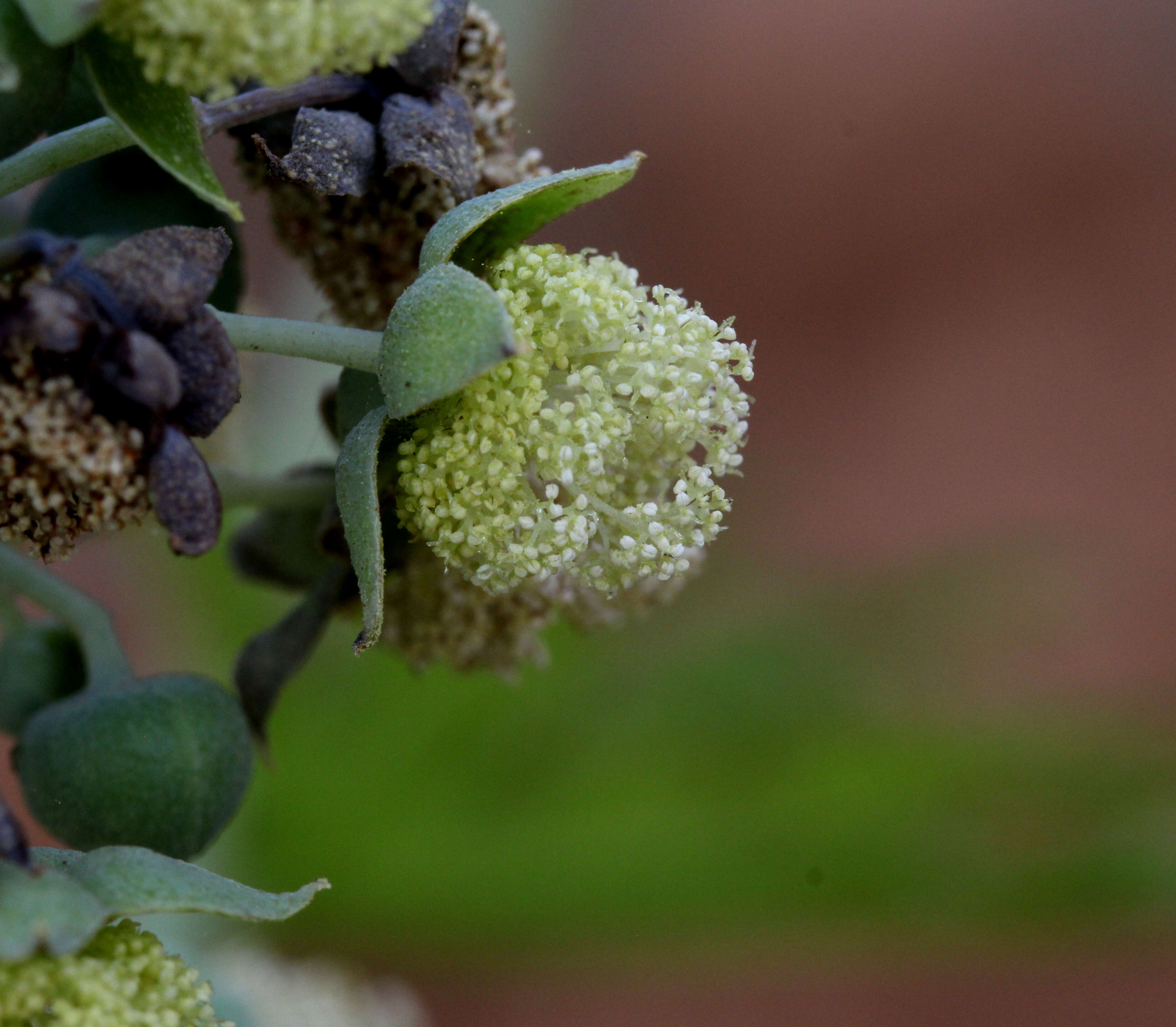 Sivun Ricinus kuva