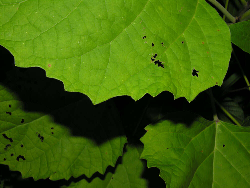 Imagem de Clerodendrum philippinense Elmer