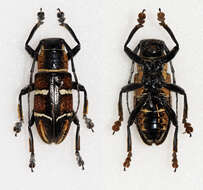 Image of Pseudaprophata puncticornis negrosiana Hüdepohl 1987