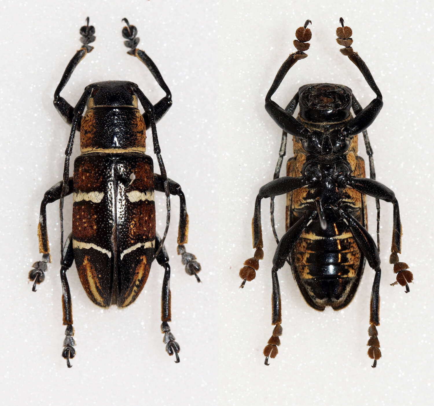 Image of Pseudaprophata puncticornis negrosiana Hüdepohl 1987