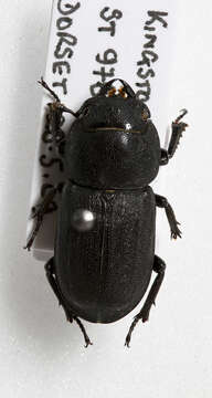 Dorcus parallelipipedus (Linnaeus 1758)的圖片