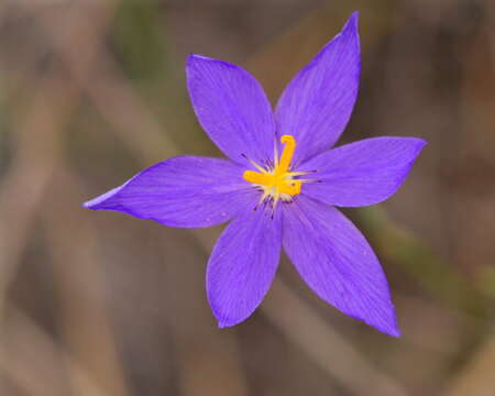 Imagem de Nemastylis floridana Small