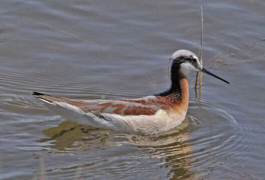 Image of Wilson's Phalarope