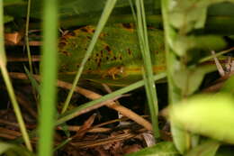 Image of Coqui llanero