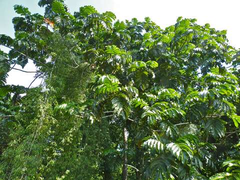 Image of breadfruit