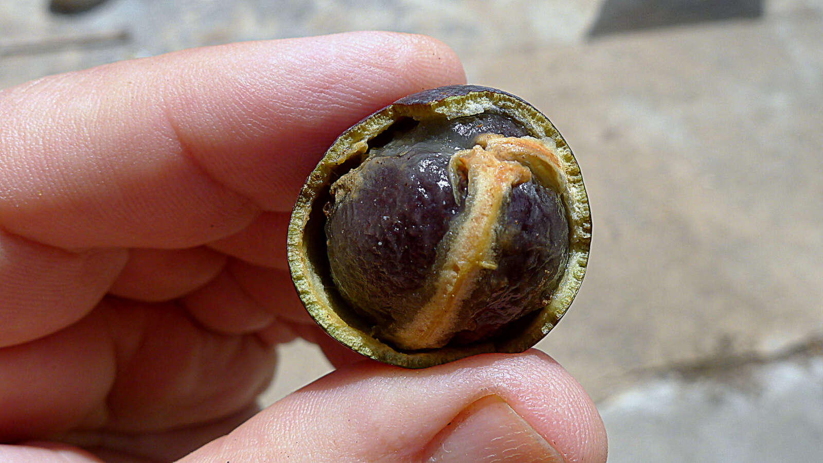 Tontelea mauritioides (A. C. Sm.) A. C. Sm.的圖片