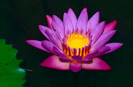 Image of waterlily