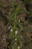 Image of simplebeak ironwort