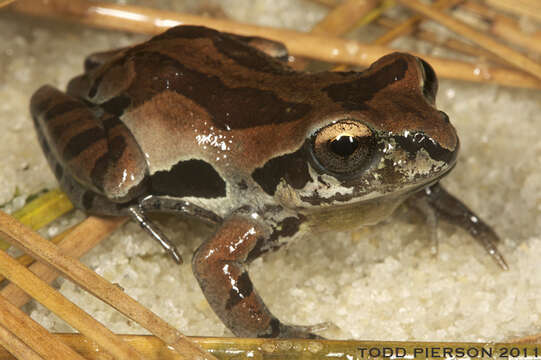 Image of Ornate Chorus Frog