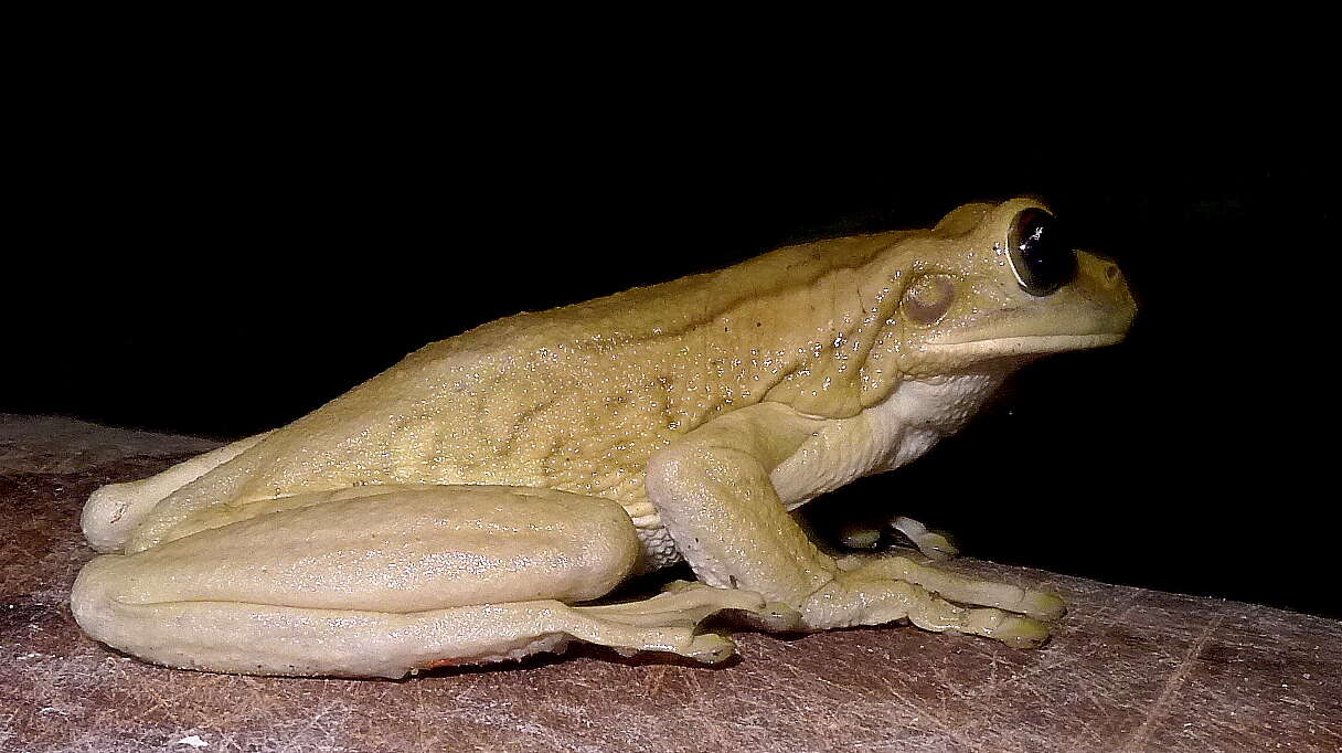 Image of Leaf Frogs