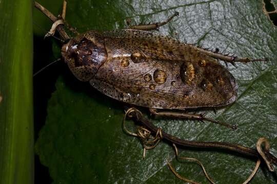 Image of Rhabdoblatta guttigera (Shiraki 1906)