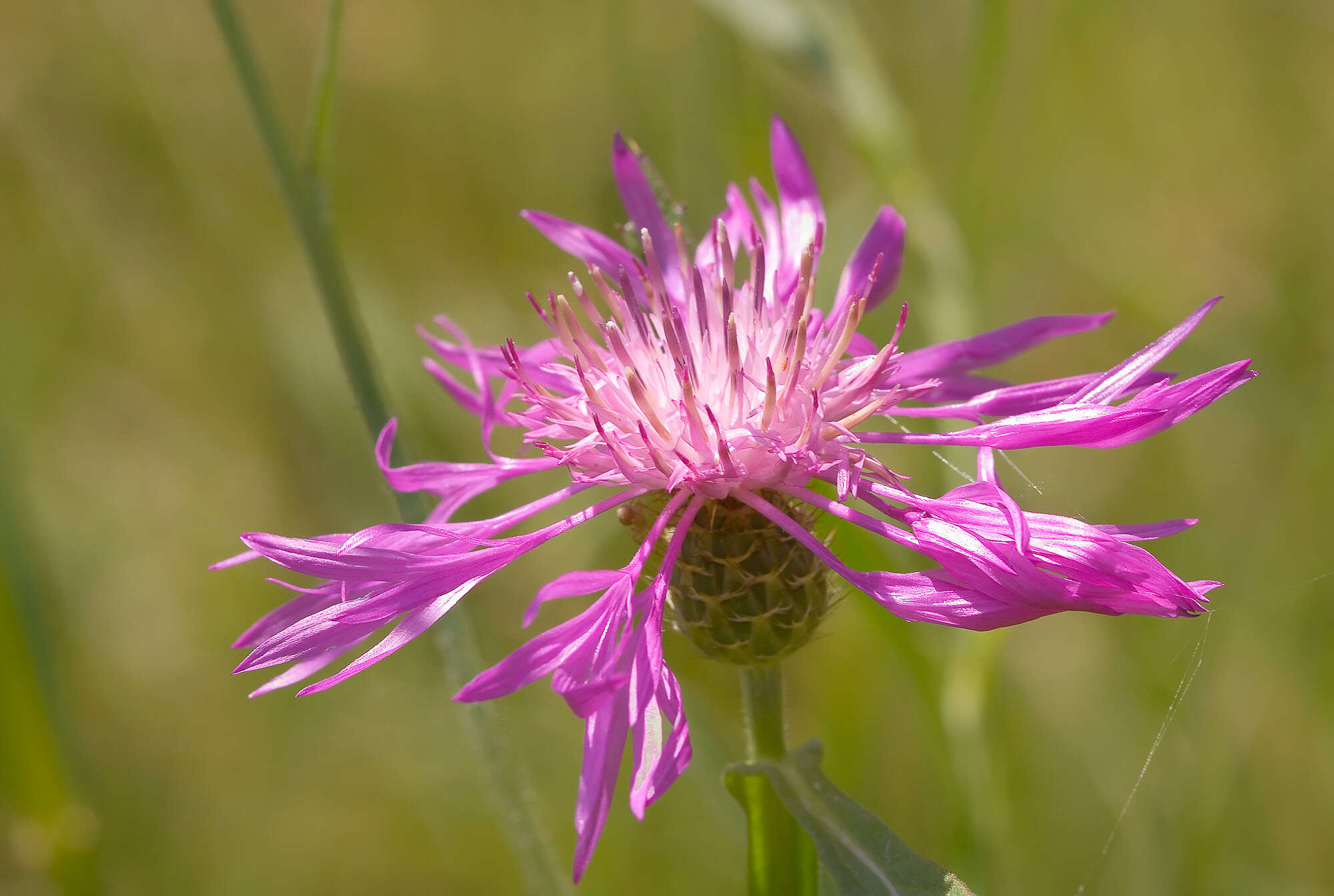 Image of Centaurea napifolia L.