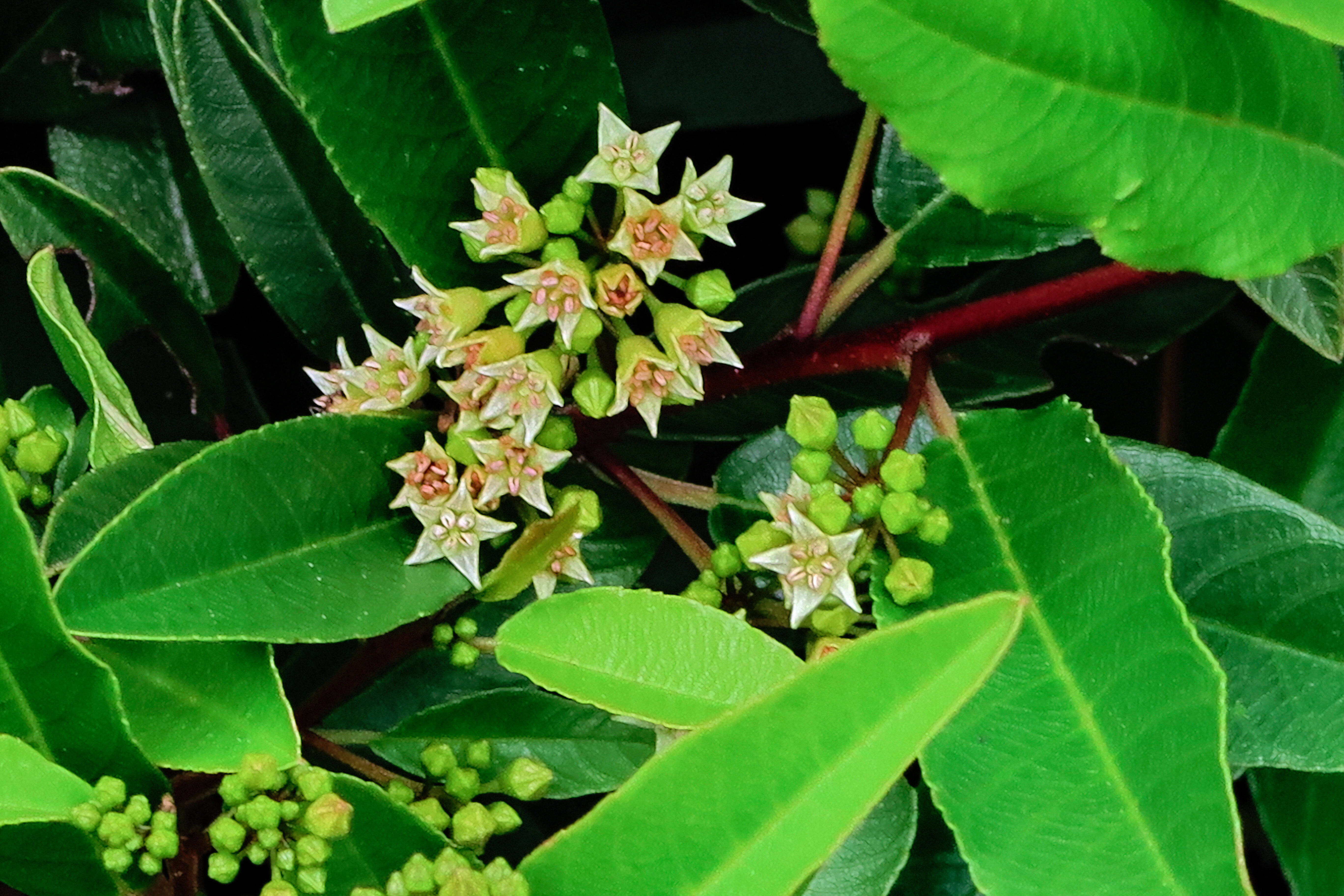 Image of California buckthorn