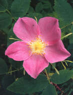 Image of rose