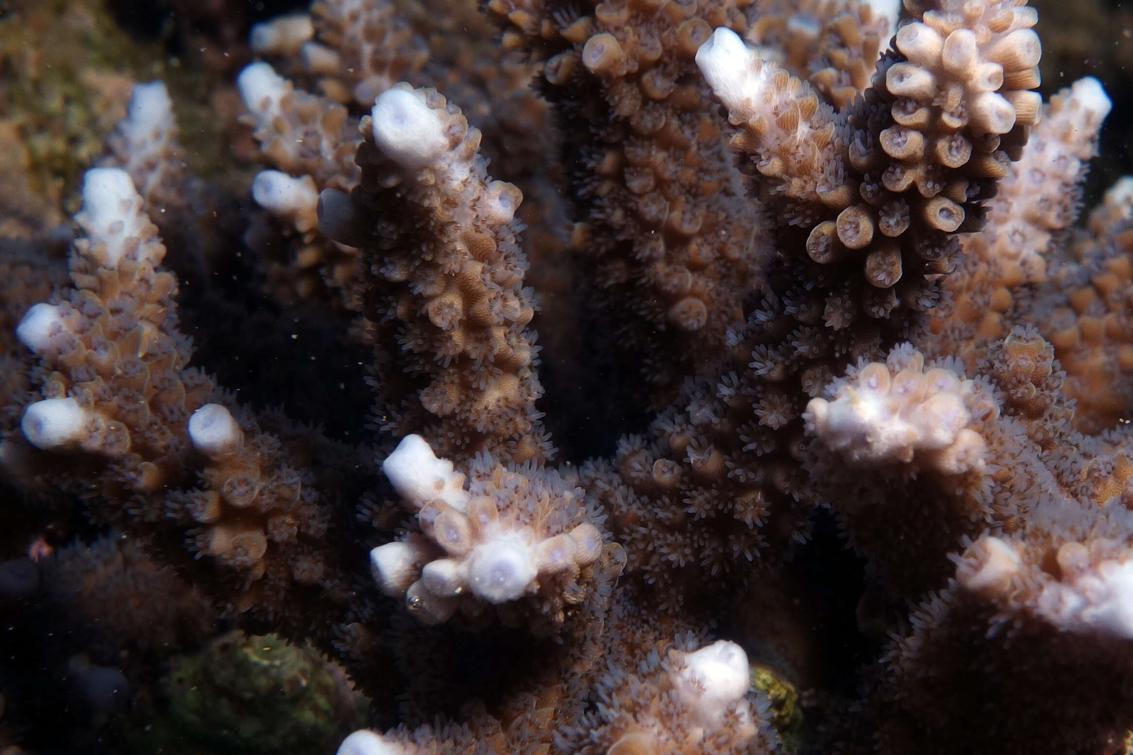 Image of Acropora