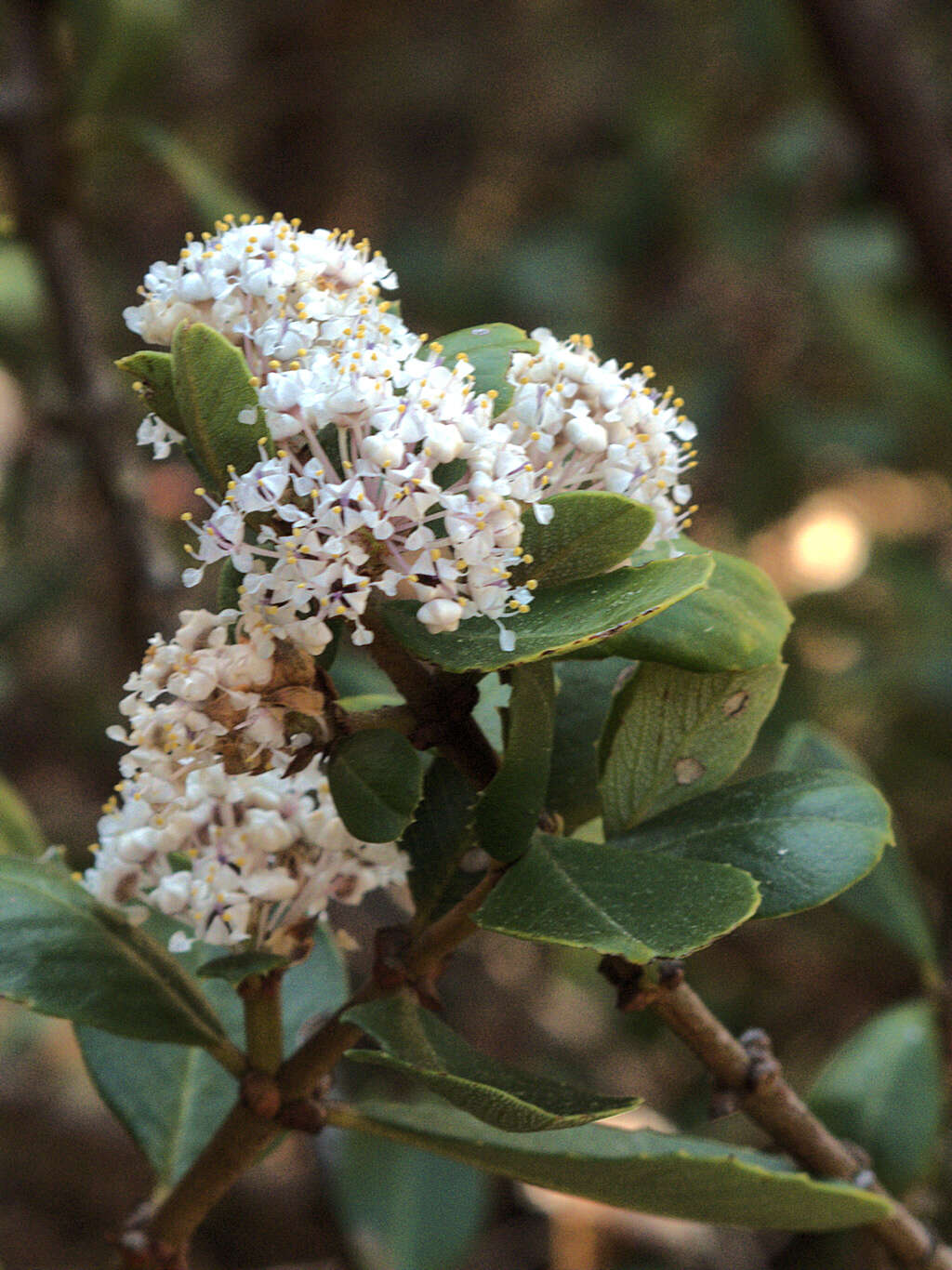 Image of Coyote ceanothus