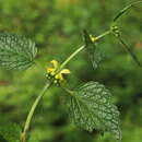 Image of Lamium galeobdolon subsp. flavidum (F. Herm.) Á. Löve & D. Löve