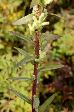 Image of Prenanthes aspera