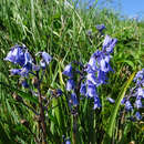 Image of hyacinthoides