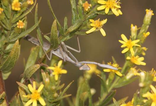 Image of Mediterranean Mantis