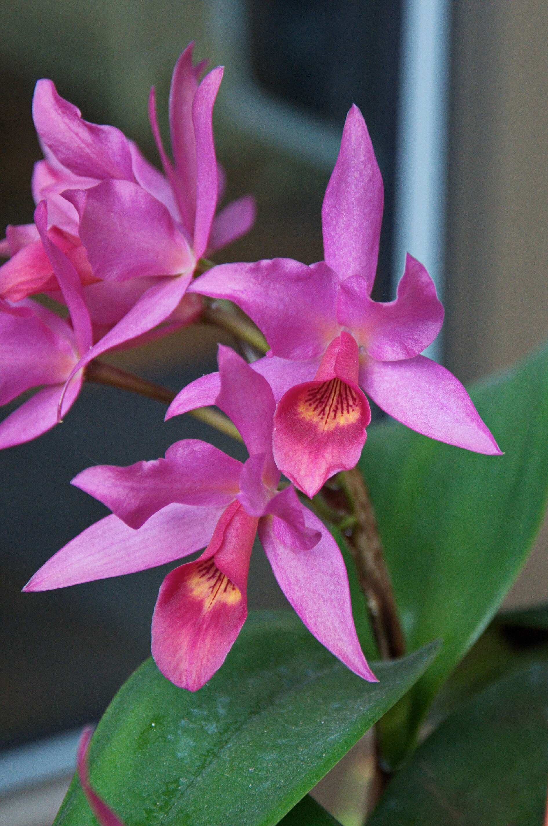 Image de Guarianthe laelioides (Lem.) Van den Berg