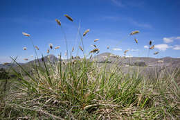 Plancia ëd Sesleria nitida Ten.