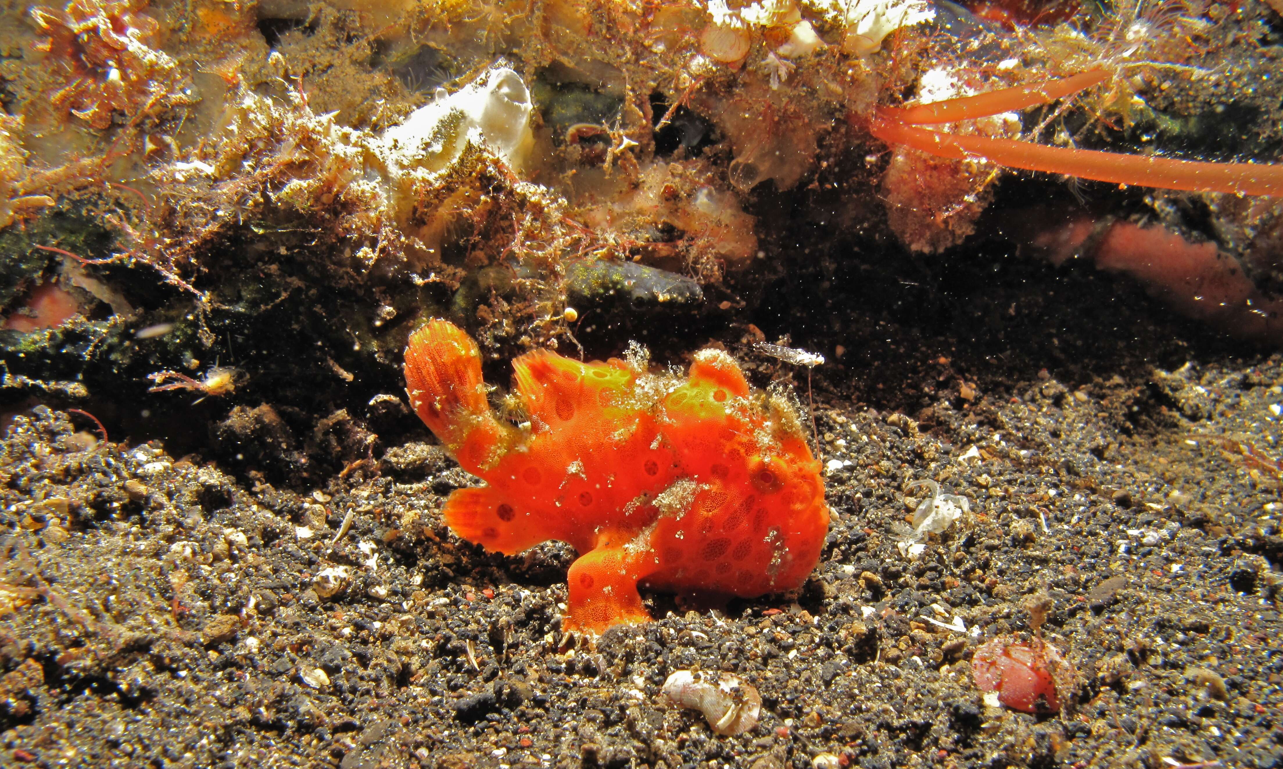 Image of Painted frogfish