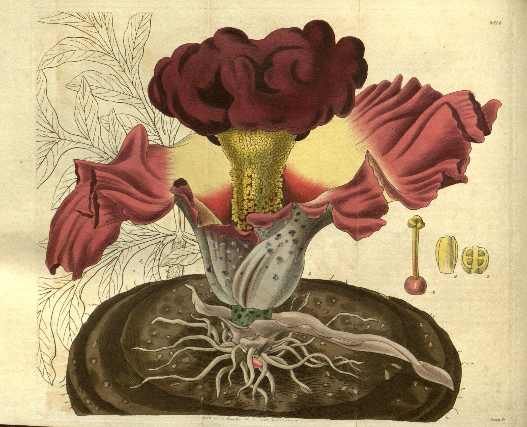Image of amorphophallus