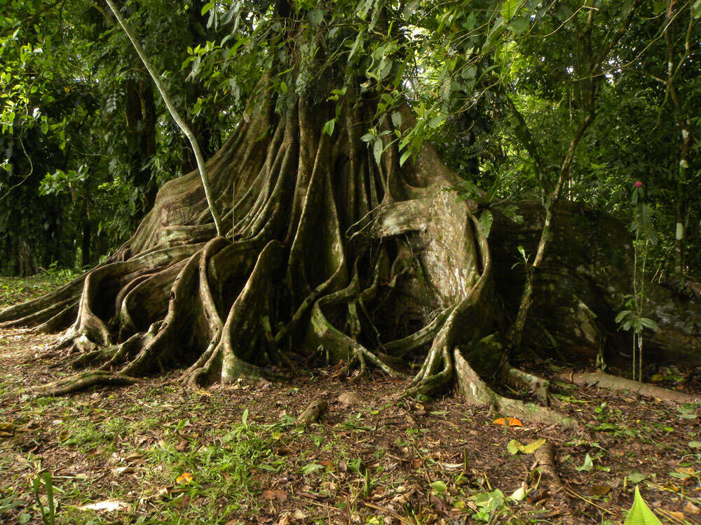 Image of wild banyantree
