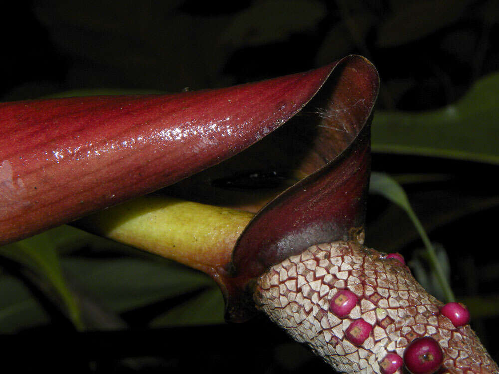 Image of Anthurium clavigerum Poepp.