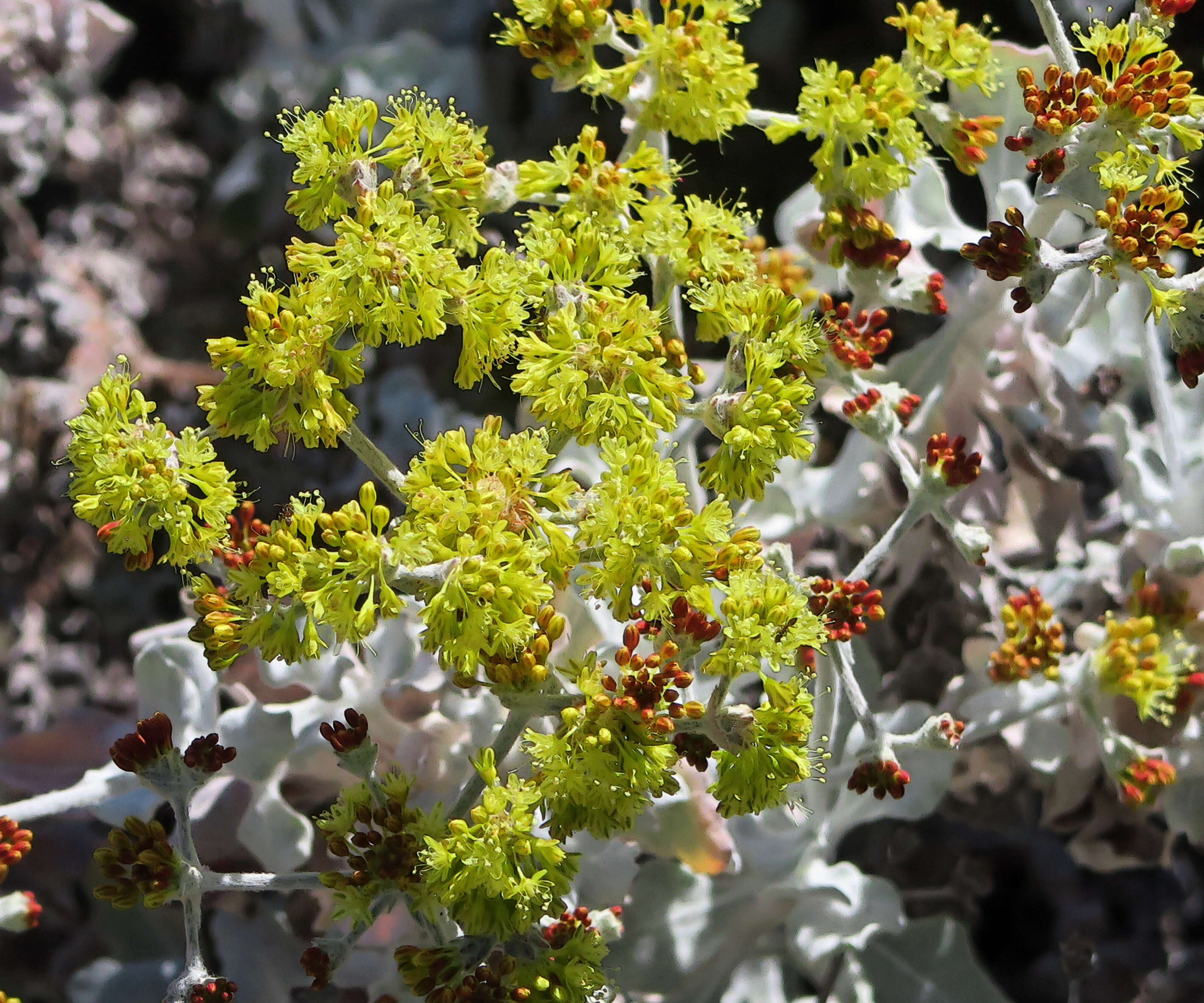 Imagem de Eriogonum crocatum Davidson