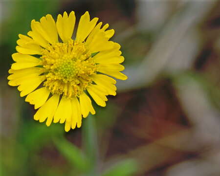 Image of southeastern sneezeweed