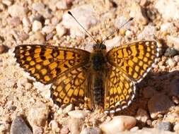 Image of Melitaea