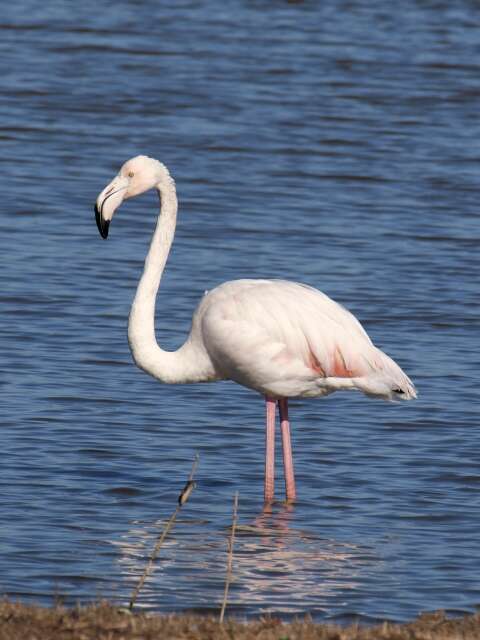 Imagem de Phoenicopterus Linnaeus 1758