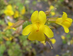 Image of Mimulus