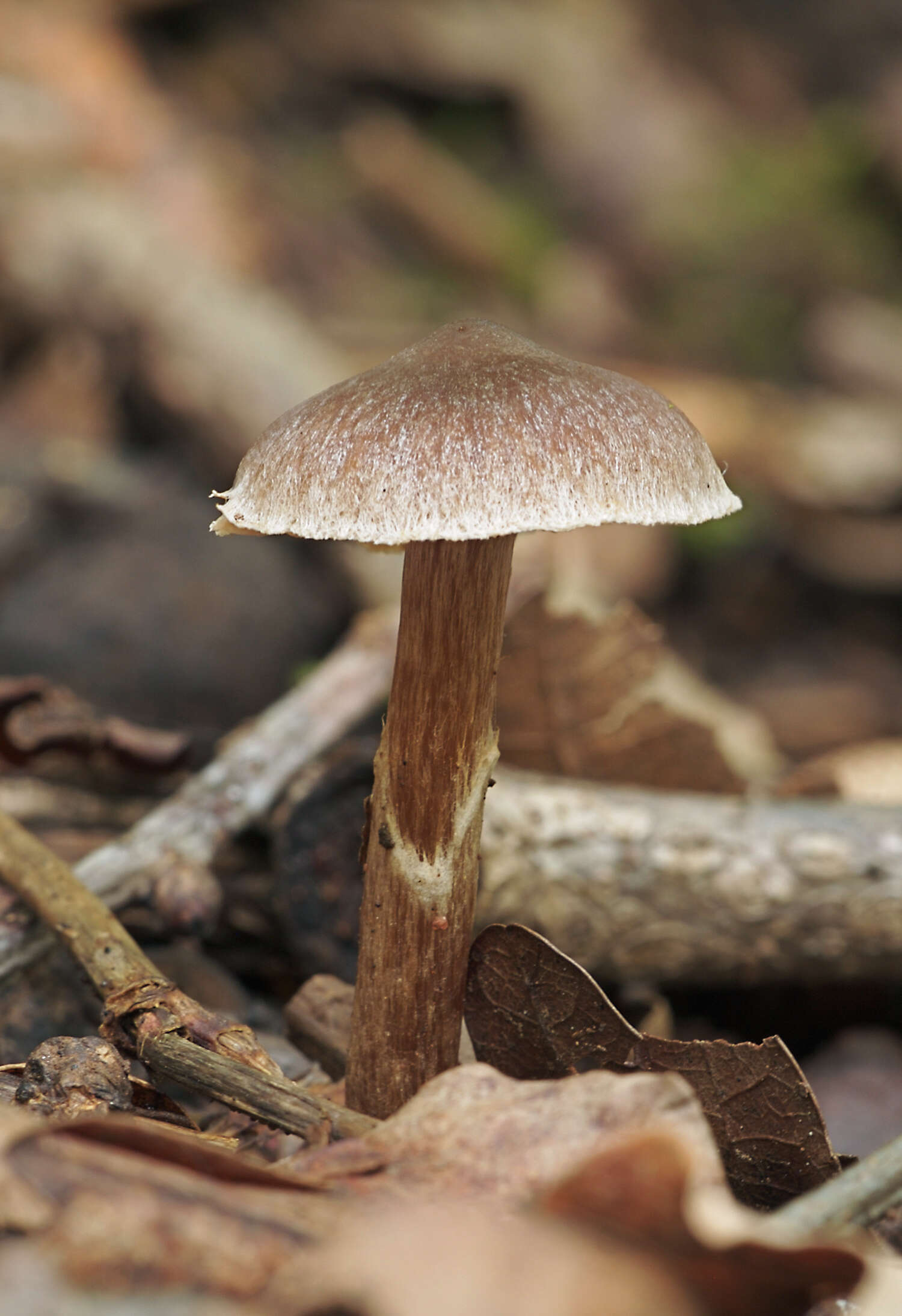 Image of Pelargonium Webcap