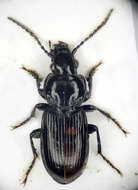 Слика од Pterostichus (Pseudomaseus) nigrita (Paykull 1790)