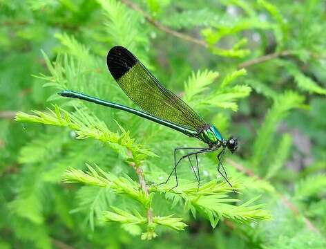 Image of Sparkling Jewelwing