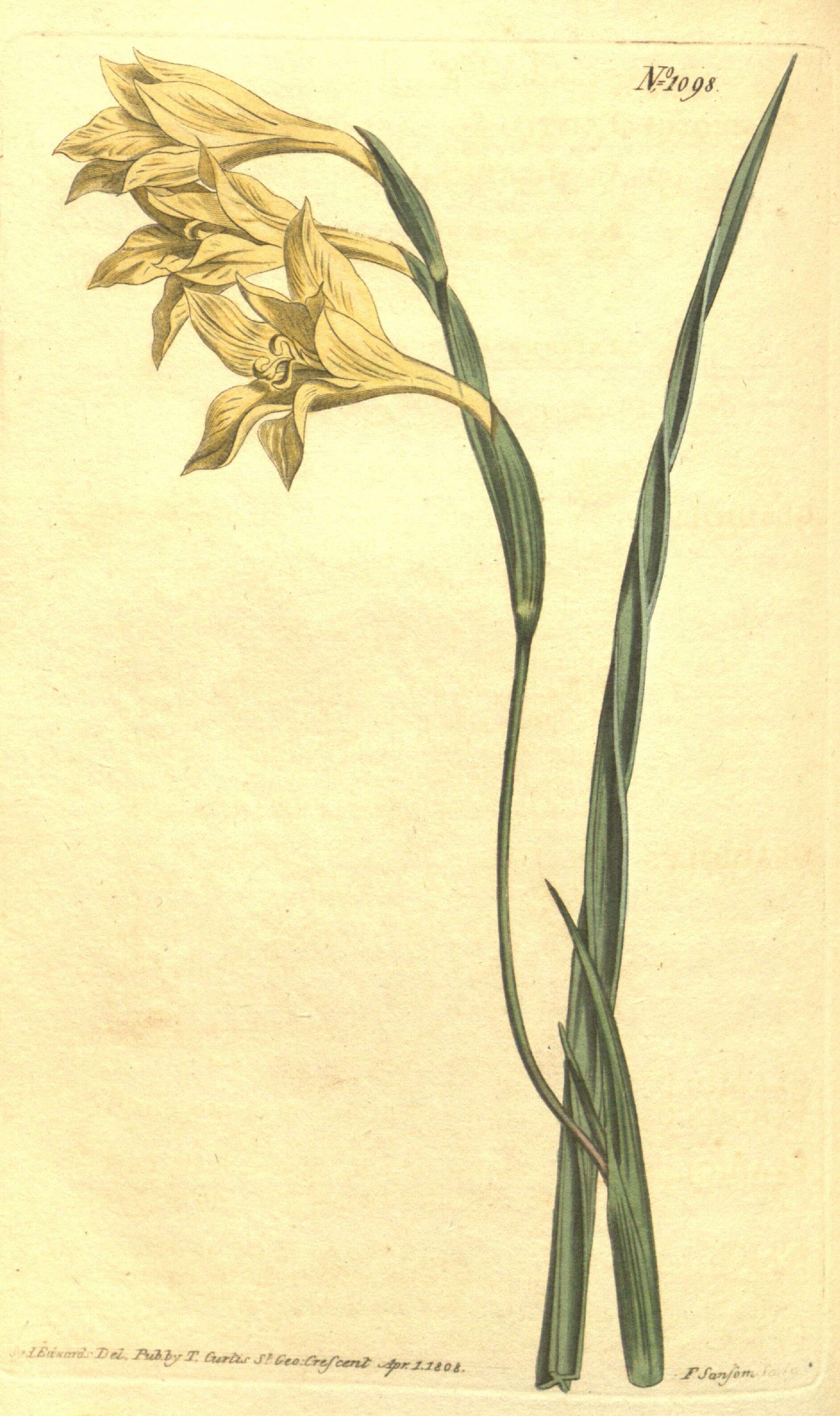 Imagem de Gladiolus tristis L.