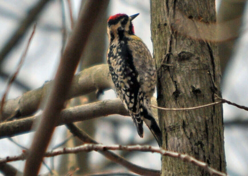 Image of Sapsucker