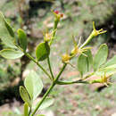 Image of Jasminum grandiflorum subsp. floribundum (R. Br. ex Fresen.) P. S. Green