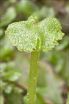 Image of Marchantia quadrata Scop.