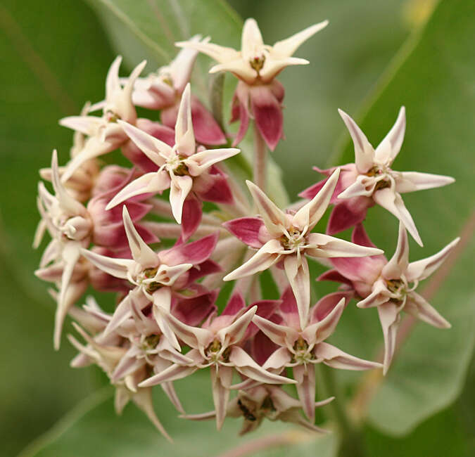 Image of milkweed