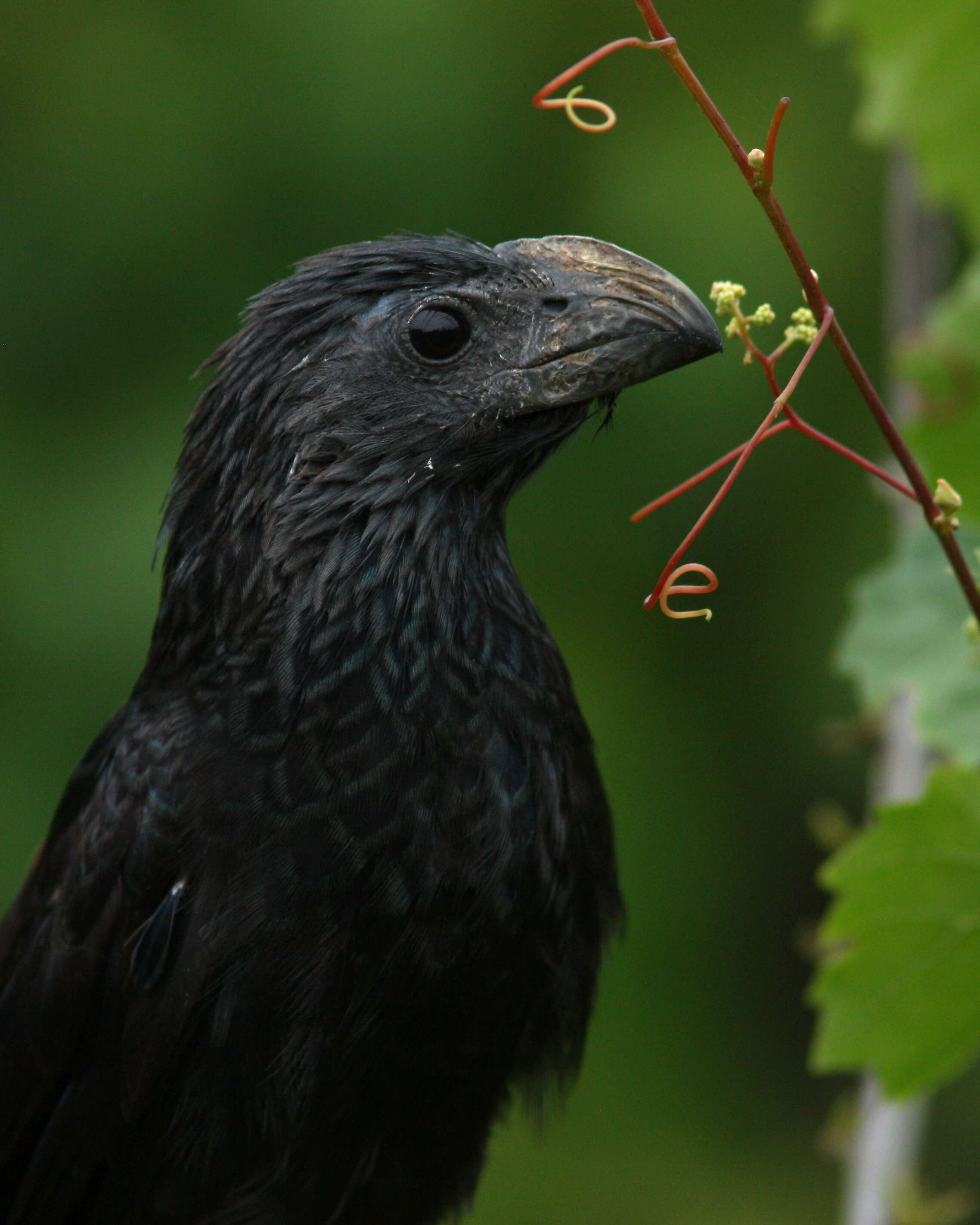 Imagem de Crotophaga Linnaeus 1758